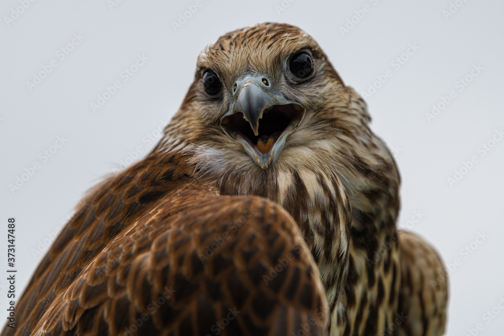 Portrait of Young Laggar Falcon (Falco jugger) Portrait of Young Laggar Falcon (Falco jugger)