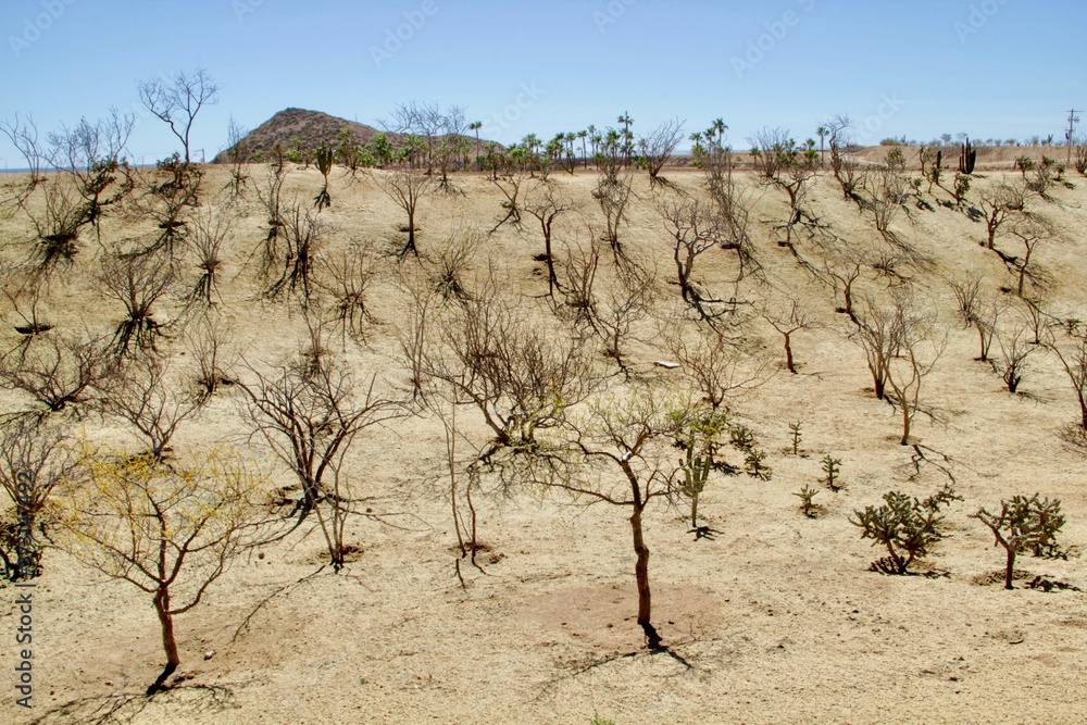 The landscape of Mexico. Desert area with rare trees in Mexico. Desert.