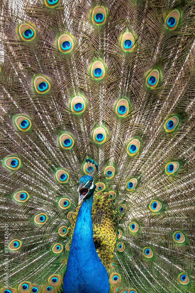 Obraz premium Male peacock bird, Pavo cristatus, squarking with full display tail feathers