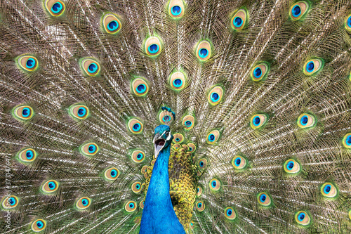 Fototapeta Naklejka Na Ścianę i Meble -  Male peacock bird, Pavo cristatus, squarking with full display tail feathers