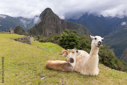 Llama at ruins of the  City of Machu Picchu, Peru © NICOLA