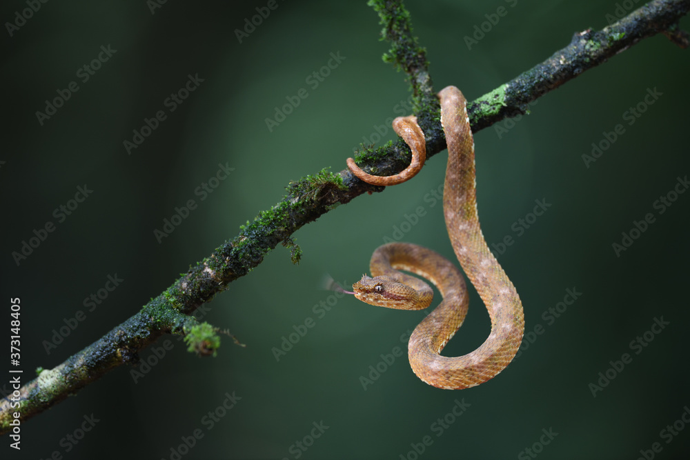 Eyelash palm pitviper flick tongue Eyelash palm pitviper flick tongue