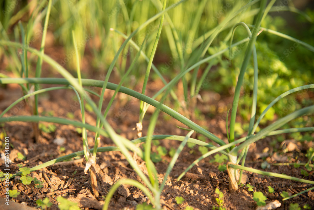 Green chive leaves and plants used for culinary spices Green chive leaves and plants used for culinary spices