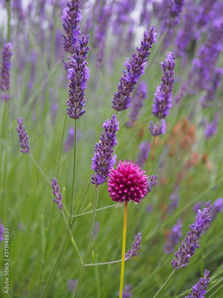 Naklejka premium Lavendel