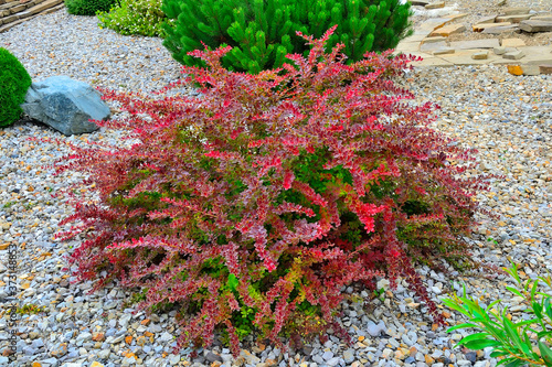 Cultivar Thunbergs barberry (Berberis thunbergii 
