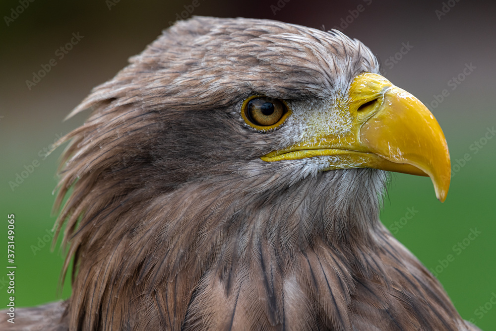 Portrait of White-tailed Eagle (Haliaeetus albicilla) Portrait of White-tailed Eagle (Haliaeetus albicilla)