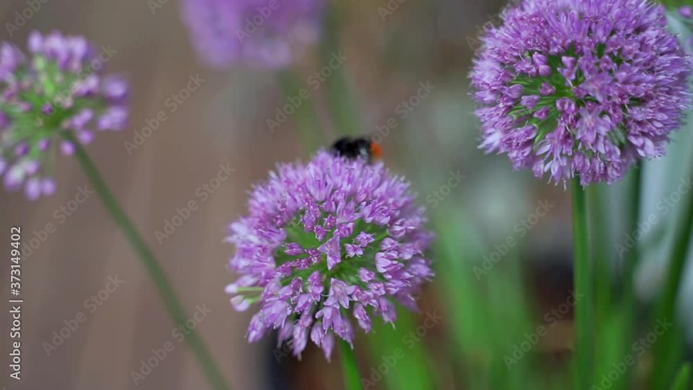 Bumblebee looking for pollen on purple allium flower. Bumblebee looking for pollen on purple allium flower.