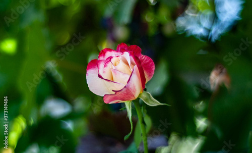 pink rose bud