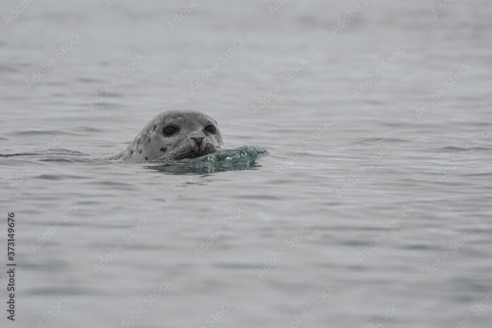 Obraz premium Robbe im Wasser und in einer Gletscherlagune auf Island