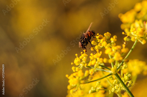 male Graphomya maculata, Malta, Mediterranean photo