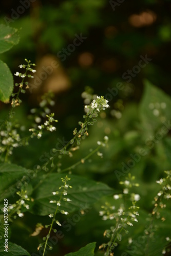 Circaea lutetiana - wild plant. Plant blooming in summer. photo