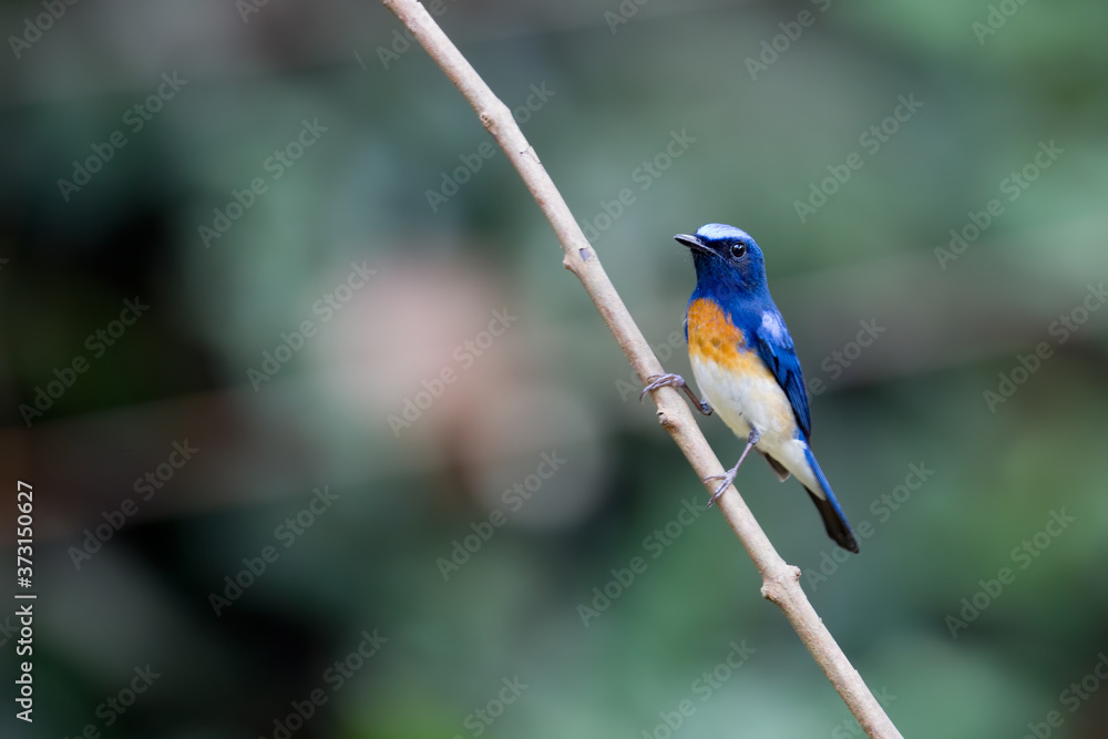 Blue-throated Blue Flycatcher or Cyornis Rubeculoides in Thattekkad, Kerala, India