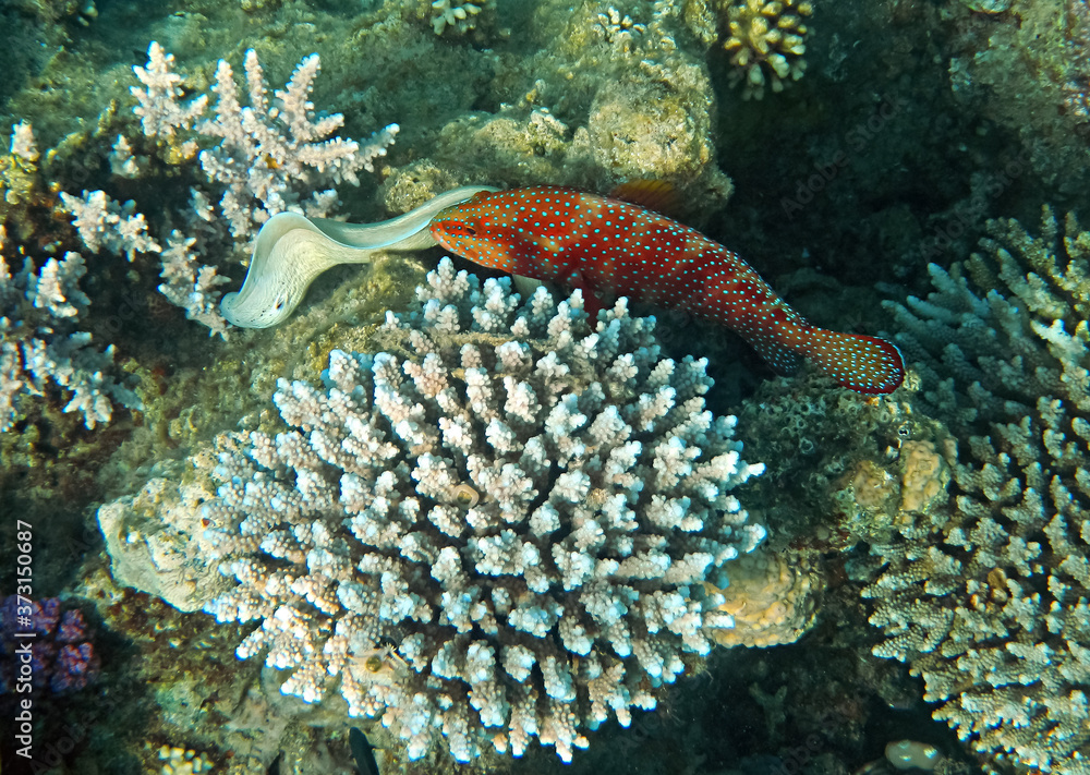 Obraz premium Morning scene from life of exotic tropical fish inhabiting coral reefs at the Red Sea, Middle East