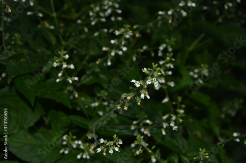 Circaea lutetiana - wild plant. Plant blooming in summer. photo