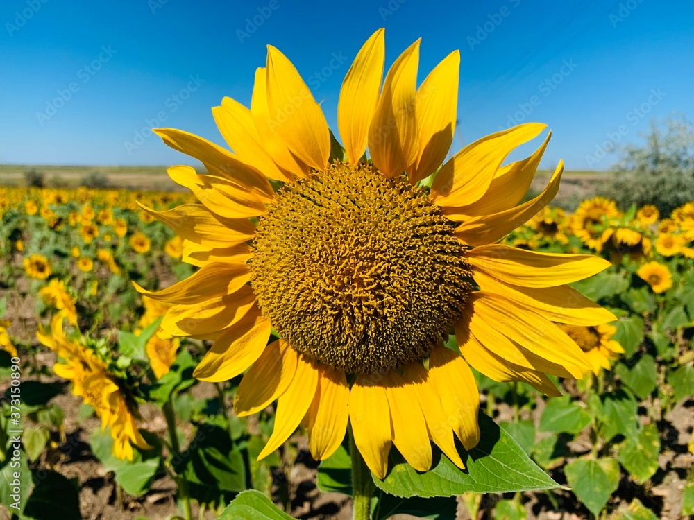Fototapeta premium sunflower in the field