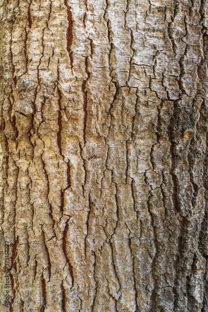 tree bark texture for graphic resource tree bark texture for graphic resource