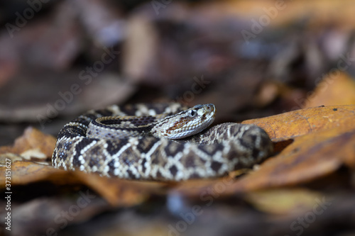 Central American rattlesnake in dry leaves