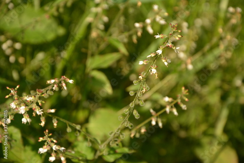 Circaea lutetiana - wild plant. Plant blooming in summer. photo