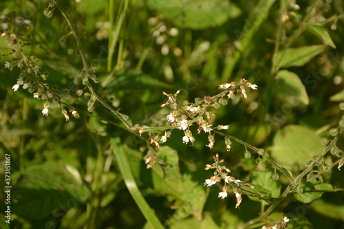 Circaea lutetiana - wild plant. Plant blooming in summer. photo