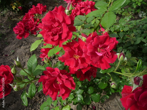 red roses in garden