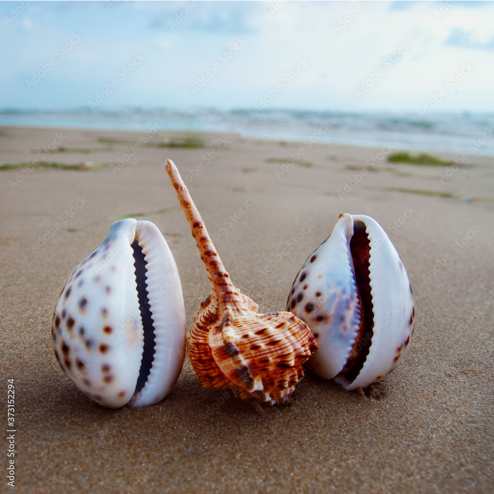 Landscape with shells on tropical beach. Travel and tourism concept. Landscape with shells on tropical beach. Travel and tourism concept.