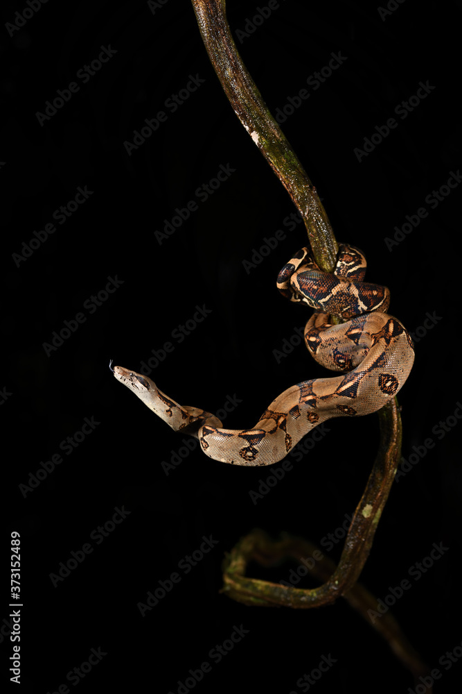 Naklejka premium Boa imperator flick tongue on branch black background