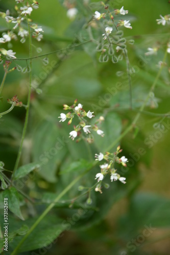 Circaea lutetiana - wild plant. Plant blooming in summer. photo