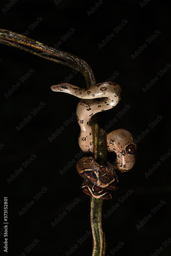 Naklejka premium Boa imperator on branch black background