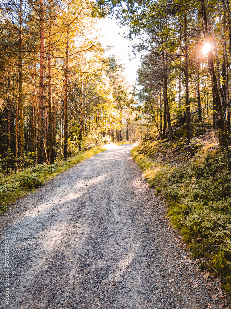 Hiking track in the middle of forest surrounded by color ful orange autumn leaves in gothenburg, sweden