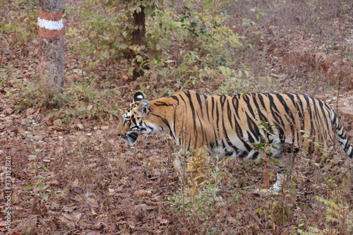 old tiger in the forest