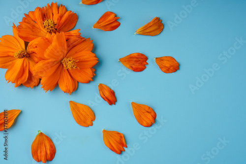 Three orange blossomed buds of the Kosmeya flower and petals scattered around them on a blue background