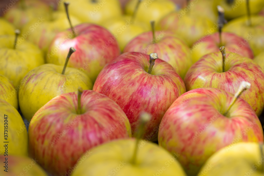 Ripe red and yellow apples are in the box: fruit background, fruit pattern, harvest concept, top view, close up, place for text
Ripe red and yellow apples are in the box: fruit background, fruit pattern, harvest concept, top view, close up, place for text