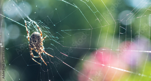 A large spider in its web on a green background in the forest: macro, close-up, space for text, banner