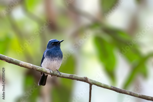 A male White-bellied blue flycatcher or Cyornis pallipes in the reserved forest in Thattekkad, Kerala, India photo