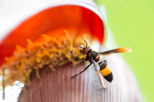 Macro shot of a bee on a banana flower - taken with shallow depth of field