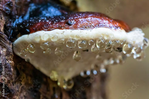 Rotrandiger Baumschwamm  (Fomitopsis pinicola), auf einem Baumstumpf photo