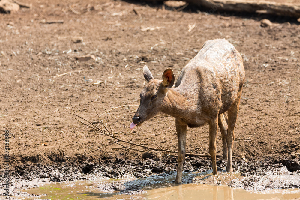 Fototapeta premium A Sambar deer in Kodanad, Kerala, India