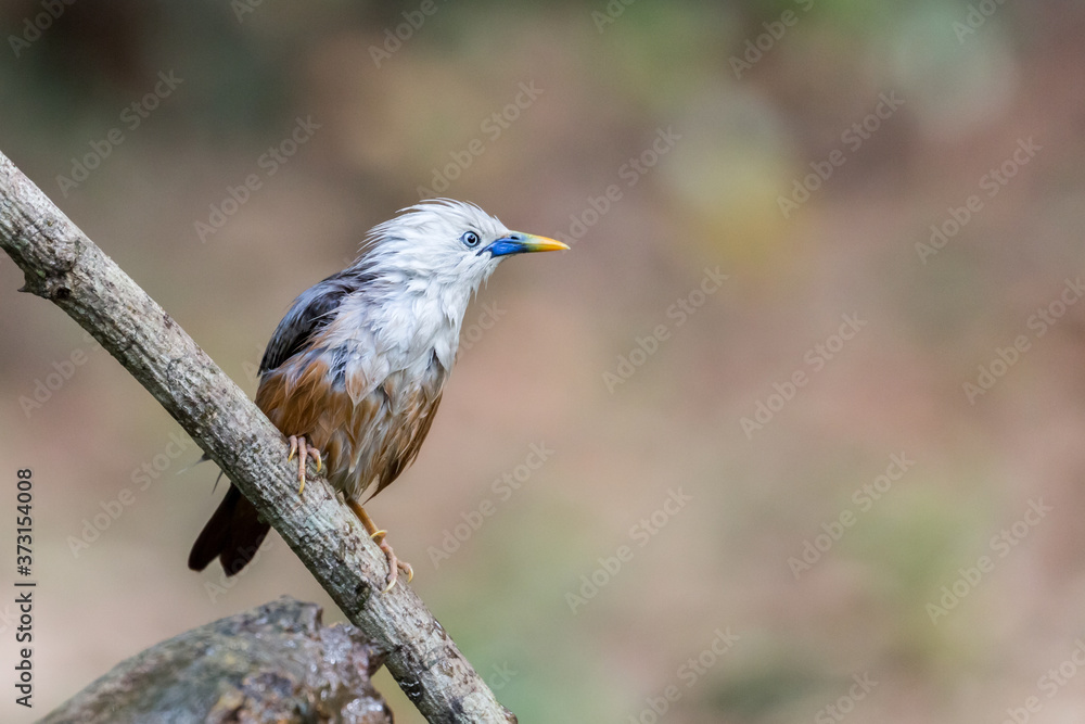A Blyth's Starling perched on tree branch just after a bath in a forest in Thattekkad, Kerala, India A Blyth's Starling perched on tree branch just after a bath in a forest in Thattekkad, Kerala, India
