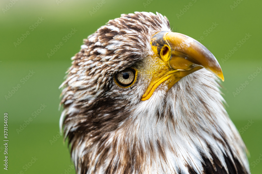 Obraz premium Portrait of Young Bald Eagle (Haliaeetus leucocephalus)