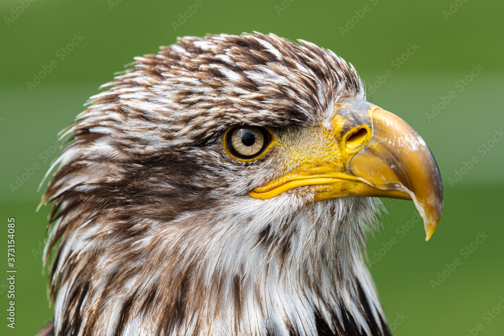 Portrait of Young Bald Eagle (Haliaeetus leucocephalus) Portrait of Young Bald Eagle (Haliaeetus leucocephalus)