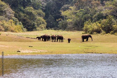Elephants in their habitat at Thekkady, Kerala, India