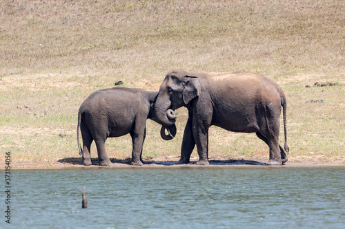 Elephants in their habitat at Thekkady, Kerala, India