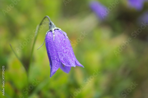 bellflowers  blue color  growing on a meadow of the Ukrainian Carpathians mountains