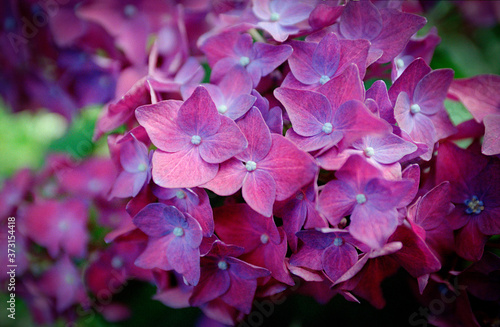 Hortensja ogrodowa (Hydrangea macrophylla)