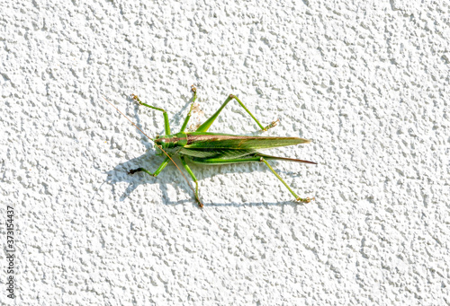 green grasshopper on the ground