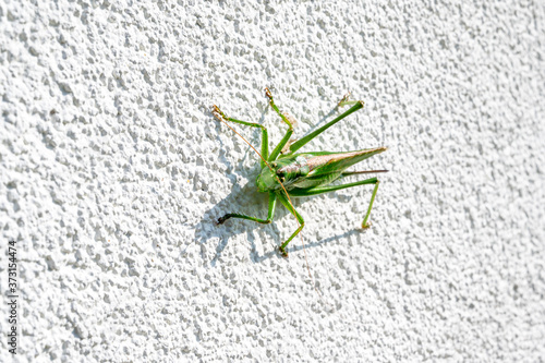 green grasshopper on the white wall