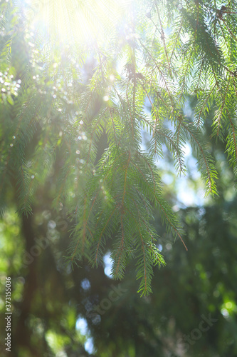 A branch of green spruce illuminated by sunlight
