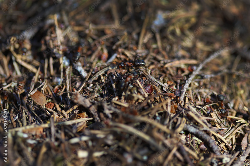 Macro photo of a fragment of an anthill Macro photo of a fragment of an anthill