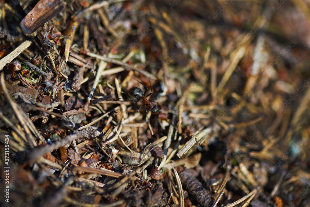 Macro photo of a fragment of an anthill Macro photo of a fragment of an anthill