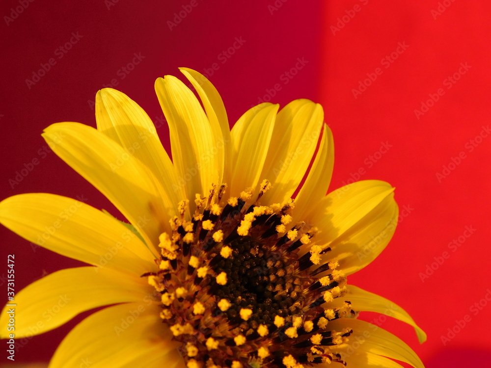 young sunflower on a warm background
young sunflower on a warm background